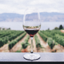 Les différents types de cours d'œnologie pour les amateurs de vin