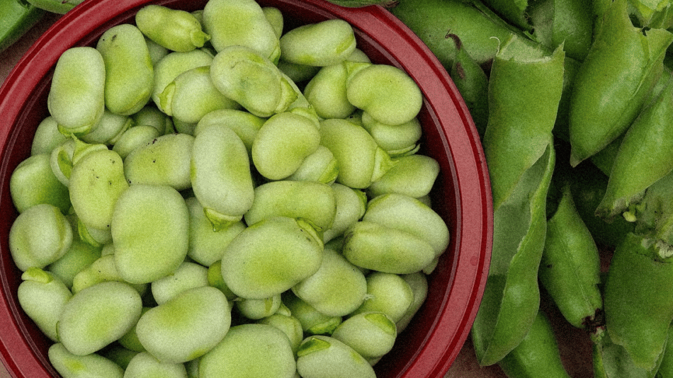 Les meilleurs moments pour semer les fèves dans votre région